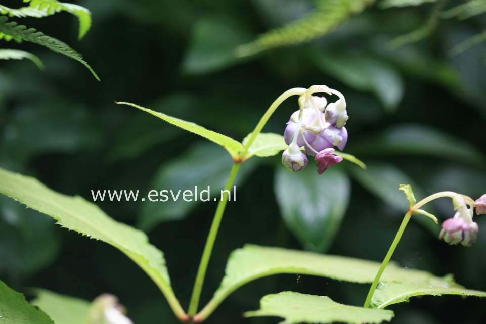 Deinanthe caerulea