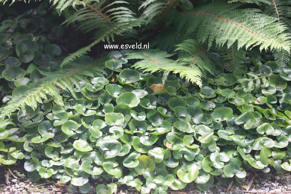 Asarum europaeum