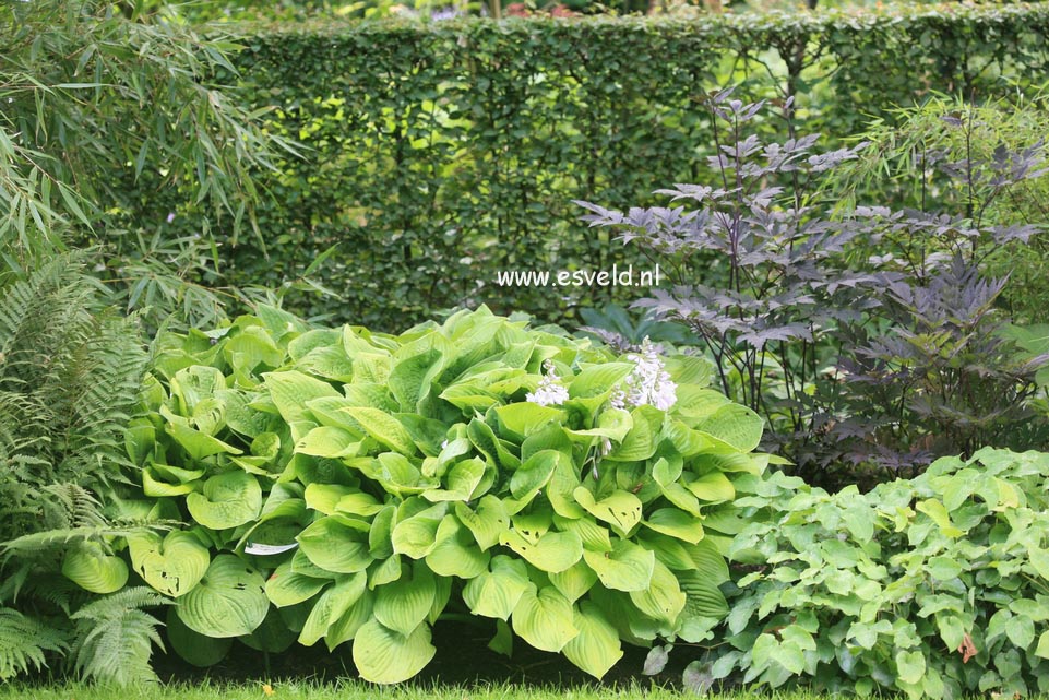 Hosta 'August Moon'