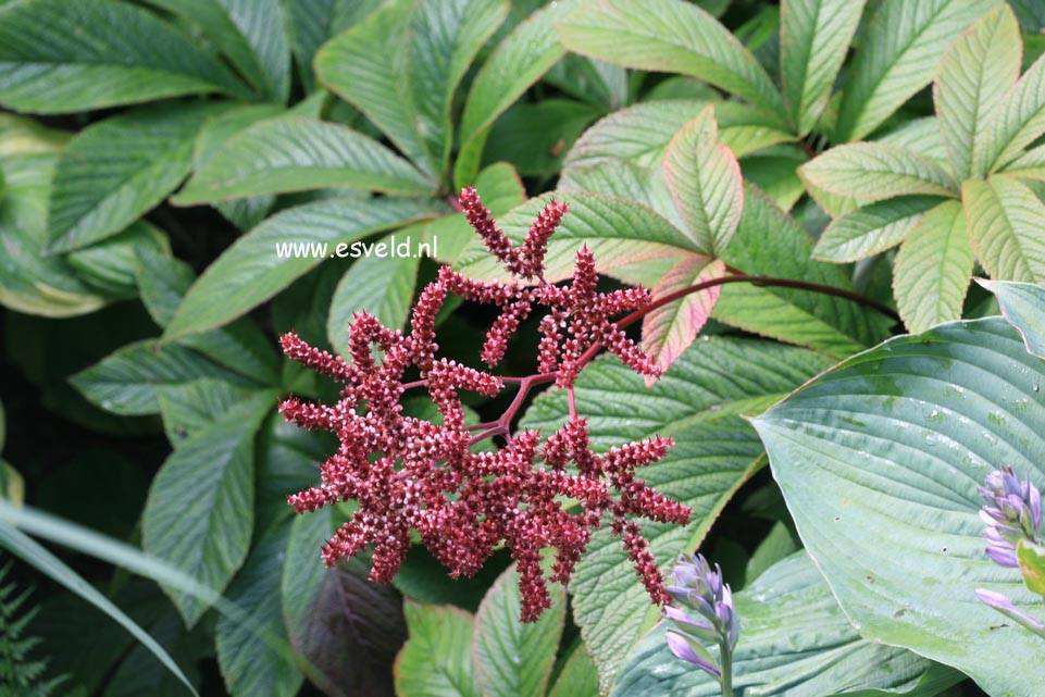 Rodgersia pinnata 'Chocolate Wings'