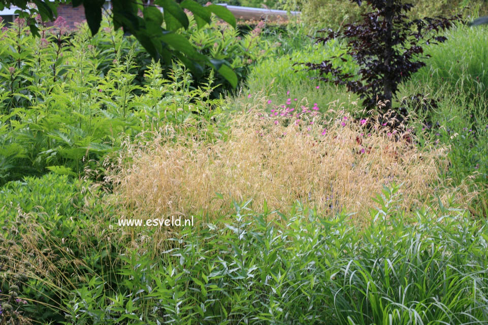 Deschampsia cespitosa 'Goldschleier'