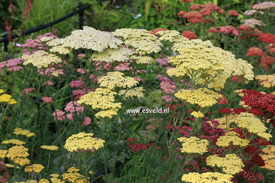 Achillea 'Credo'