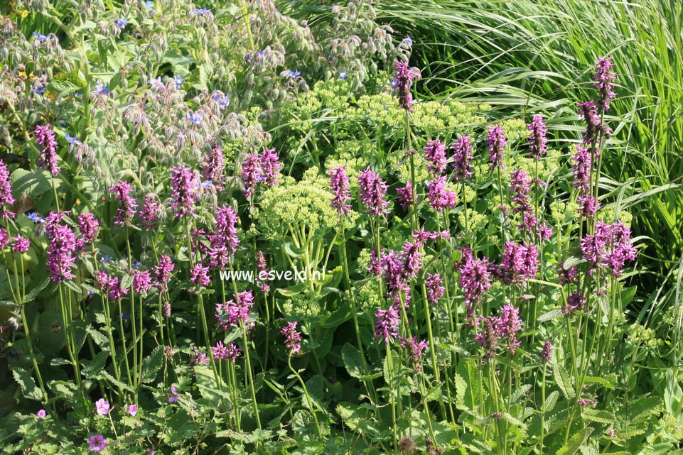 Stachys monnieri