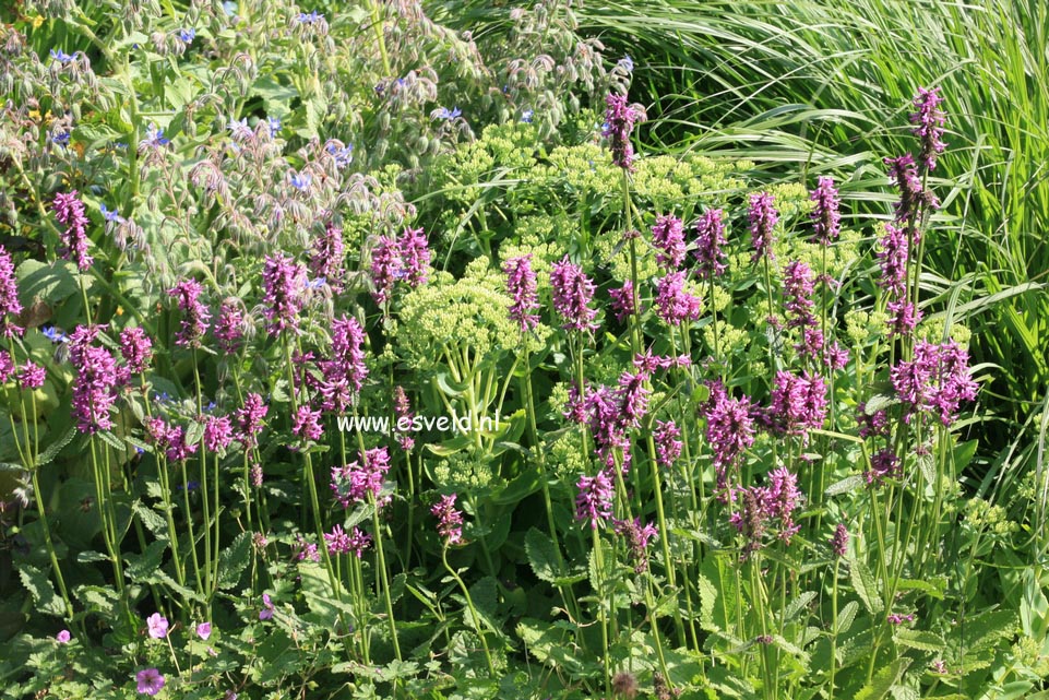 Stachys monnieri