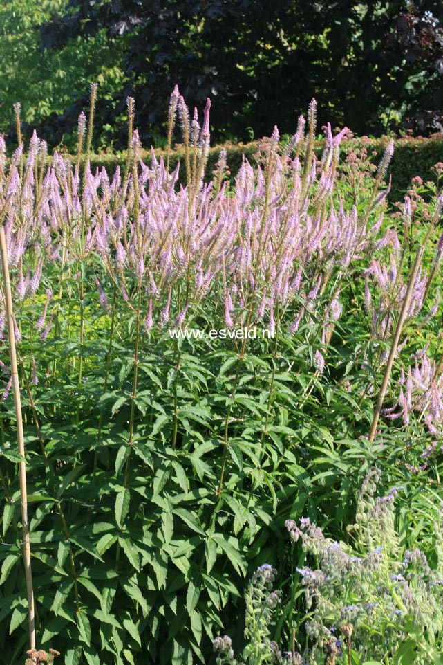 Veronicastrum virginicum 'Adoration'