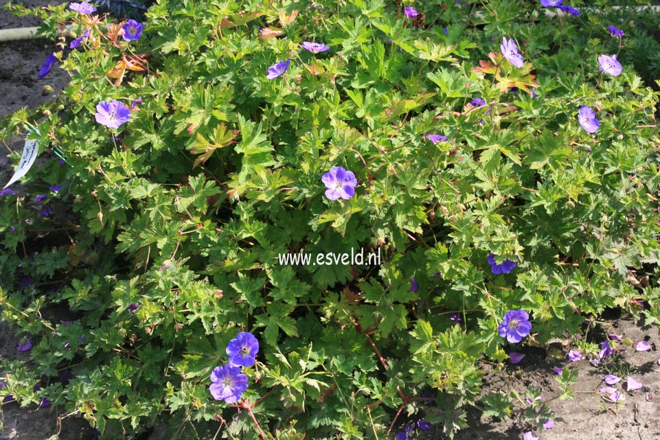 Geranium 'Jolly Bee'