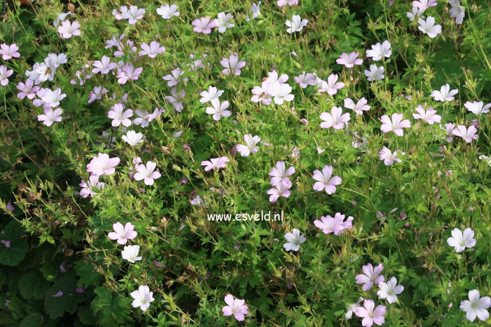 Geranium sanguineum 'Apfelbluete'