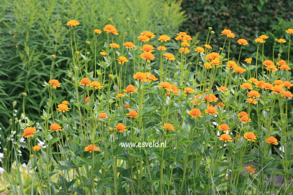 Heliopsis helianthoides 'Asahi'