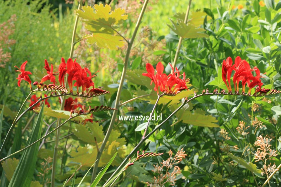 Crocosmia 'Lucifer'