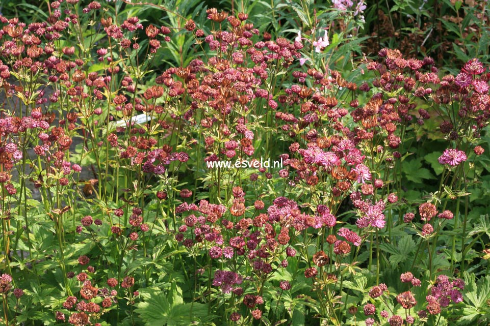 Astrantia major 'Moulin Rouge'