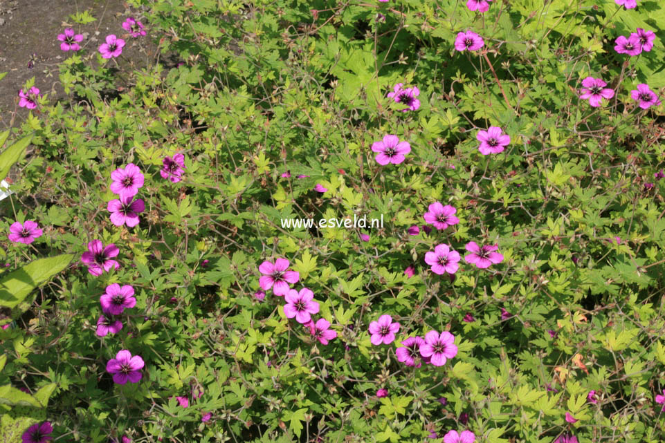 Geranium 'Anne Thomson'