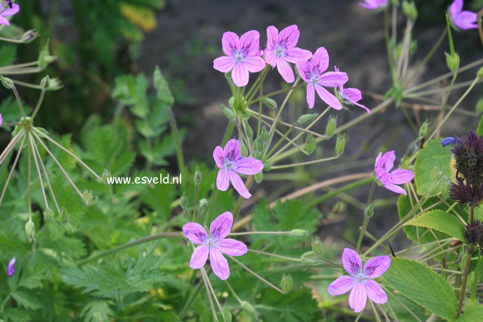 Erodium manescavii