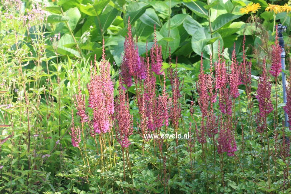 Astilbe chinensis 'Purpurkerze'