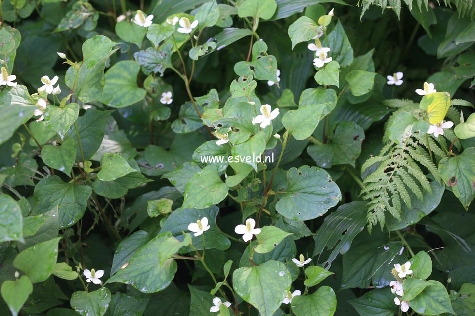 Houttuynia cordata