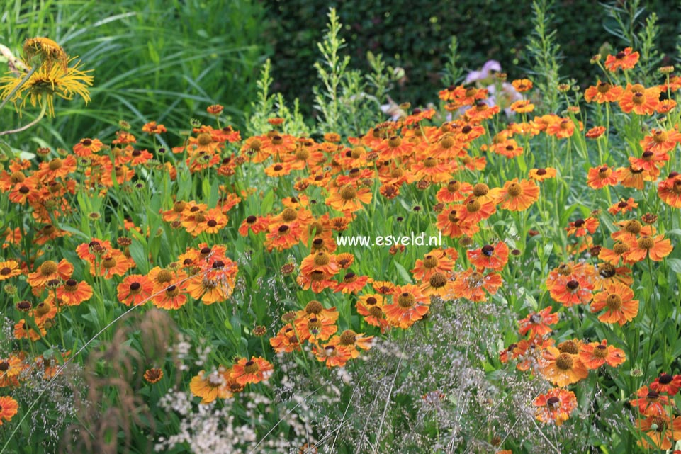 Helenium 'Waltraut'