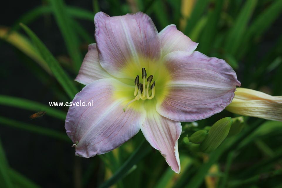 Hemerocallis 'Catherine Woodbury'