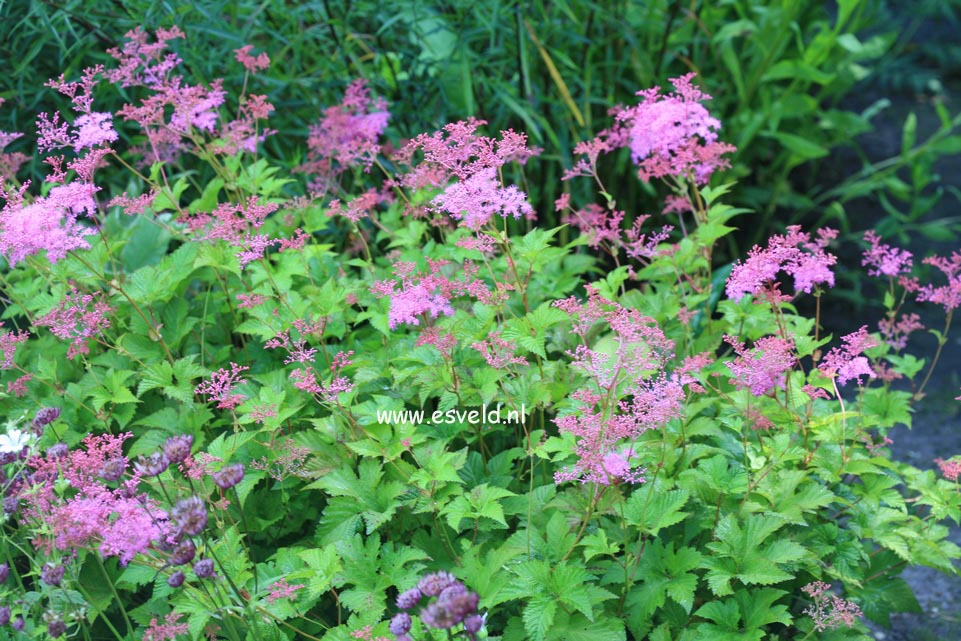 Filipendula 'Kahome'