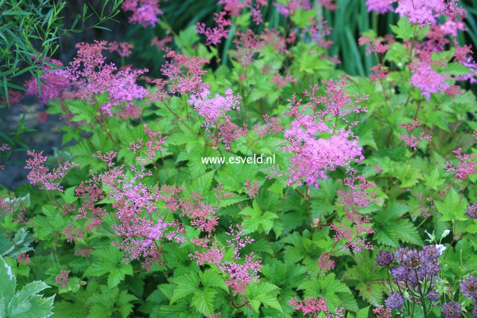 Filipendula 'Kahome'