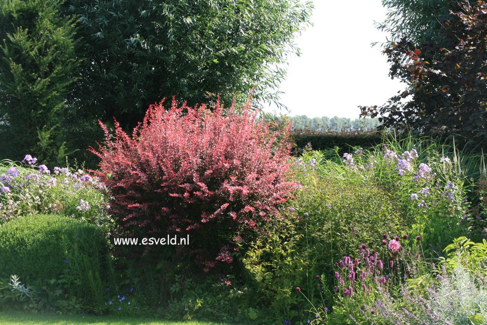 Berberis thunbergii 'Rose Glow'