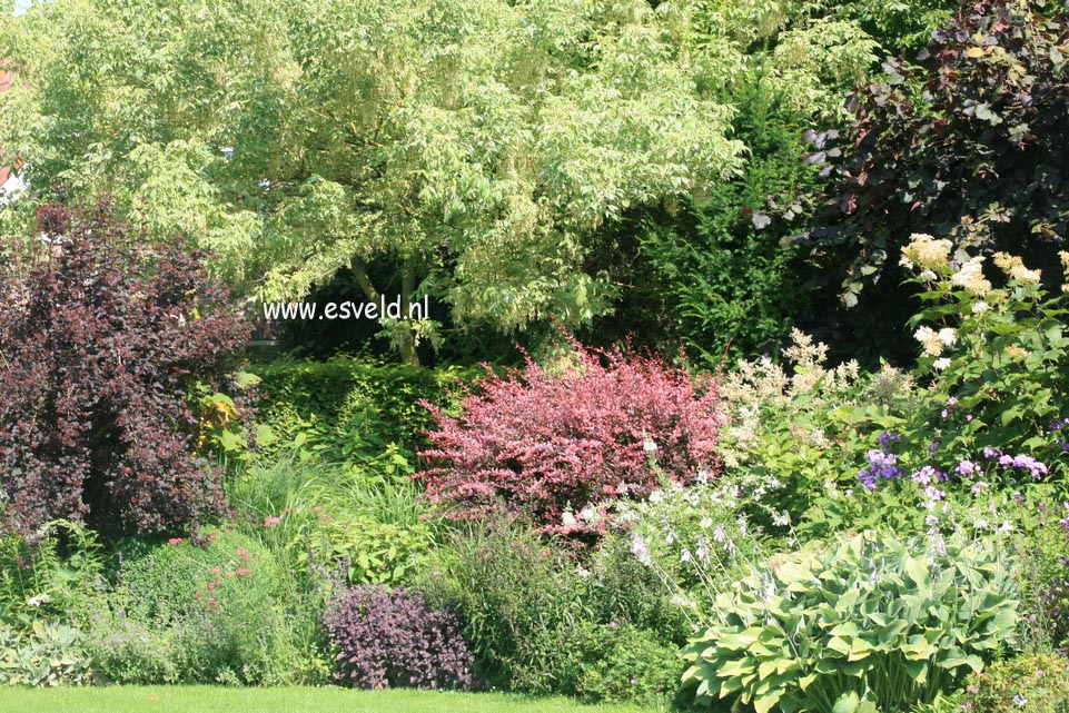 Berberis thunbergii 'Rose Glow'