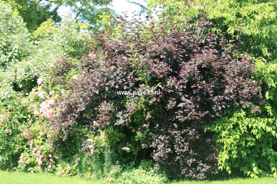 Physocarpus opulifolius 'Diabolo'