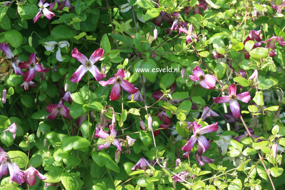 Clematis 'Minuet'