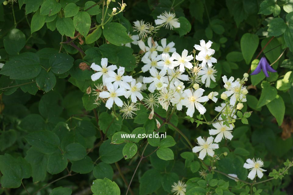 Clematis vitalba