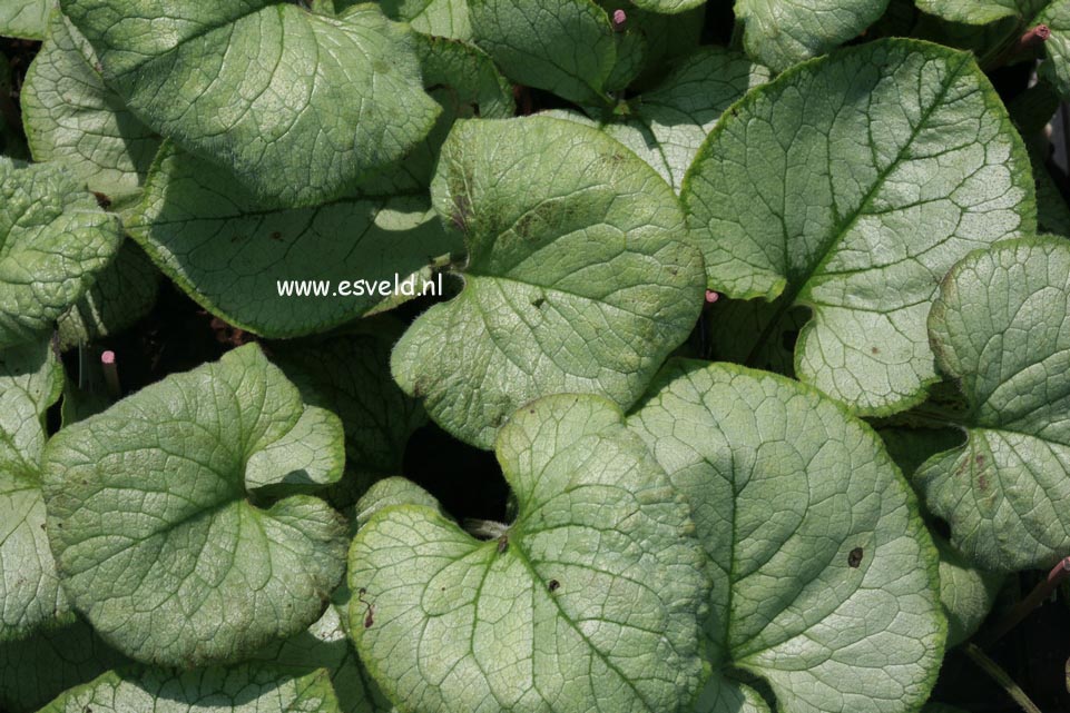 Brunnera macrophylla 'Looking Glass'