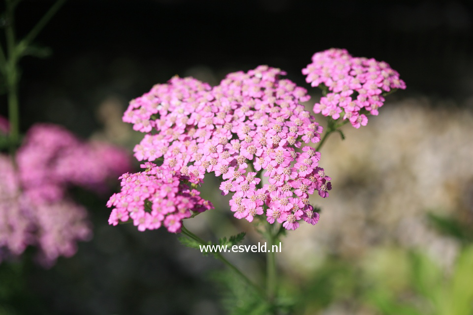 Achillea millefolium 'Pretty Belinda'