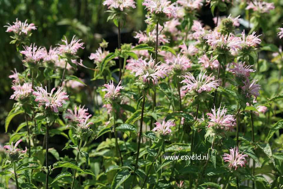 Monarda 'Fishes'