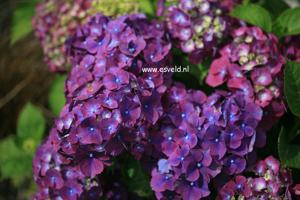 Hydrangea macrophylla 'Mme. G.J. Bier'