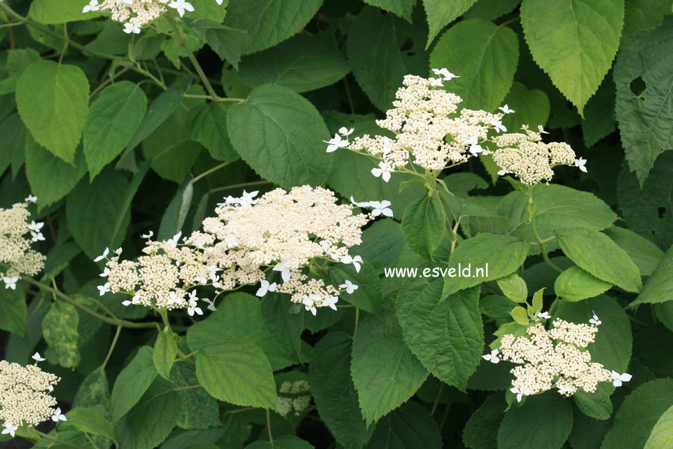 Hydrangea arborescens discolor