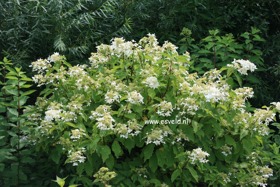 Hydrangea paniculata 'Praecox'