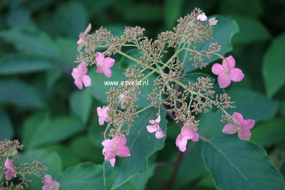 Hydrangea heteromalla 'Krista'