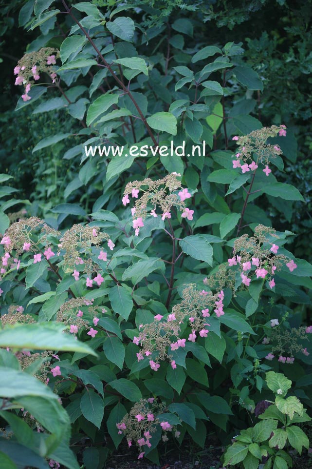 Hydrangea heteromalla 'Krista'