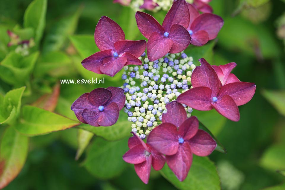 Hydrangea macrophylla 'Rotschwanz'