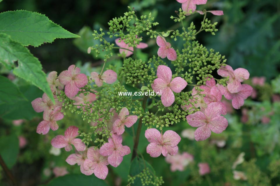 Hydrangea heteromalla 'June Pink'