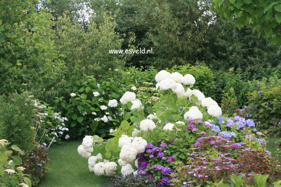Hydrangea arborescens 'Sheep Cloud'