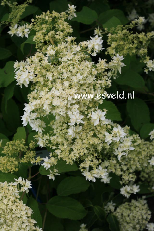 Hydrangea arborescens 'Hayes Starburst' (HOVARIA)