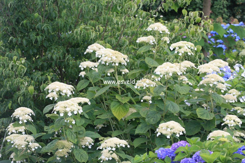 Hydrangea arborescens 'Dardom' (WHITE DOME)