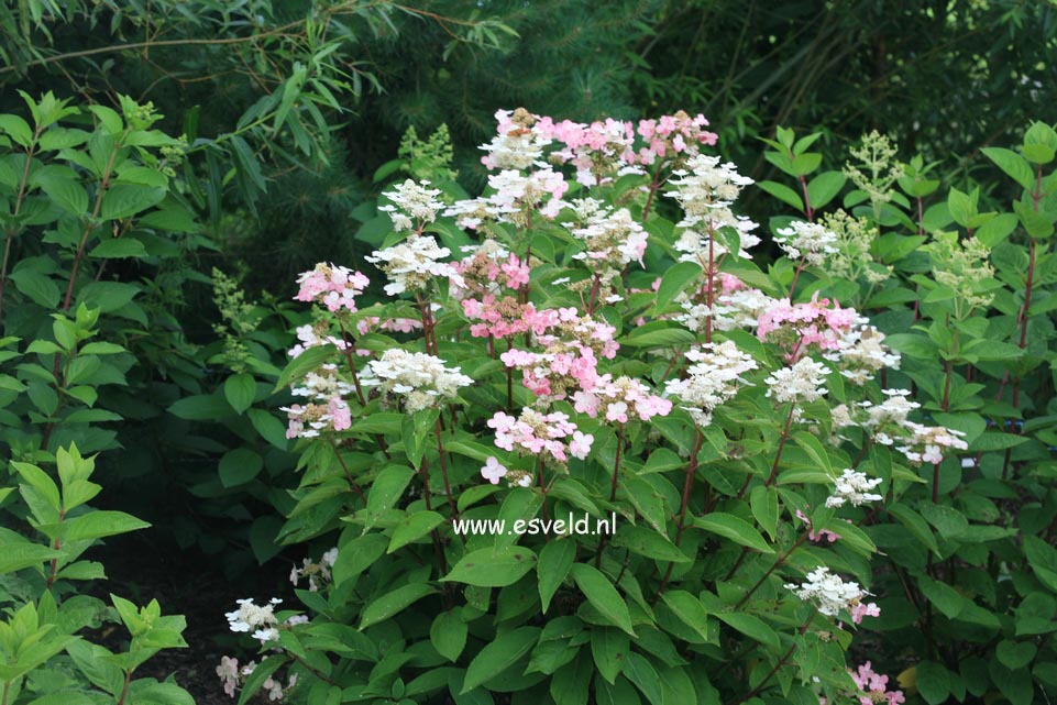 Hydrangea paniculata 'Dharuma'