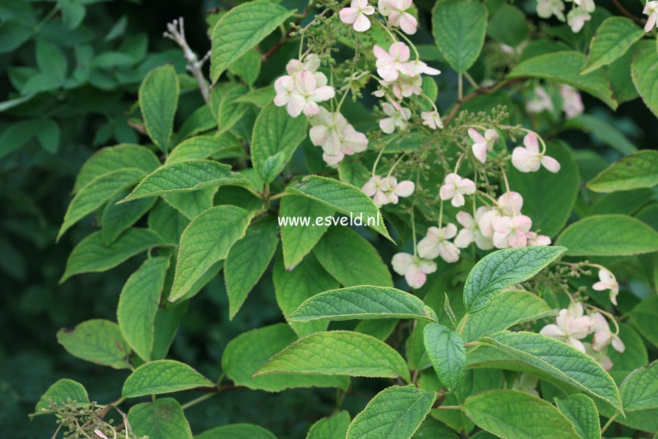 Hydrangea heteromalla 'Bretschneideri'