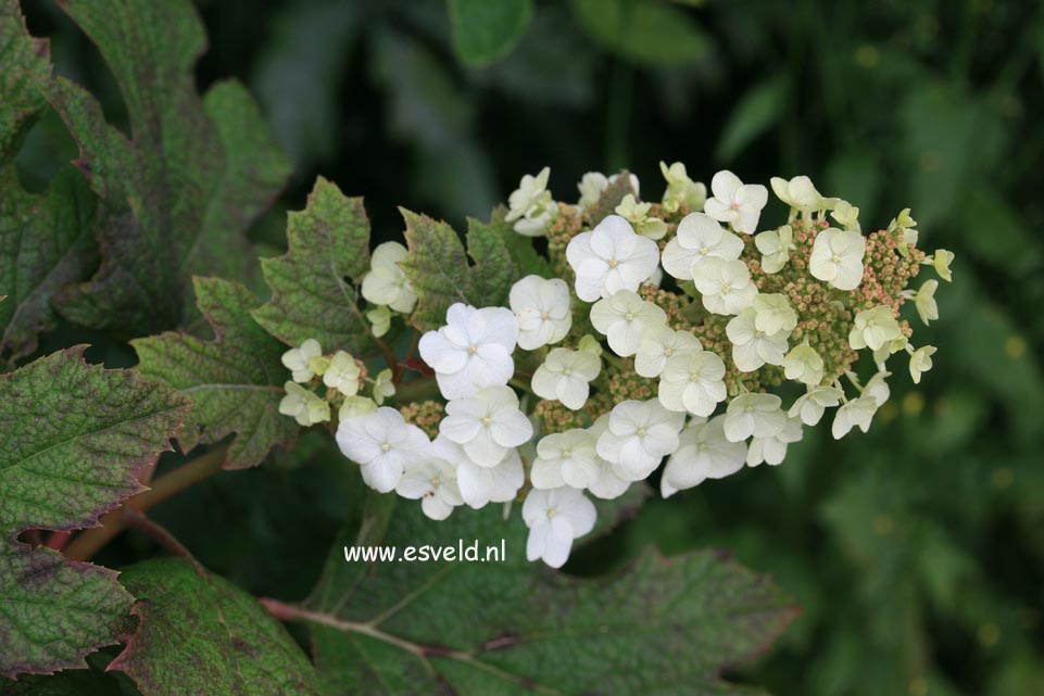 Hydrangea quercifolia 'Applause'