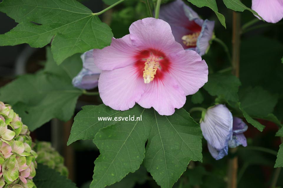 Hibiscus 'Resi'