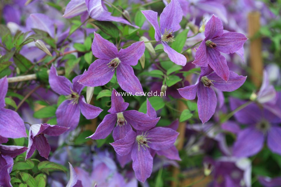 Clematis 'Zosusk' (SUNNY SKY)