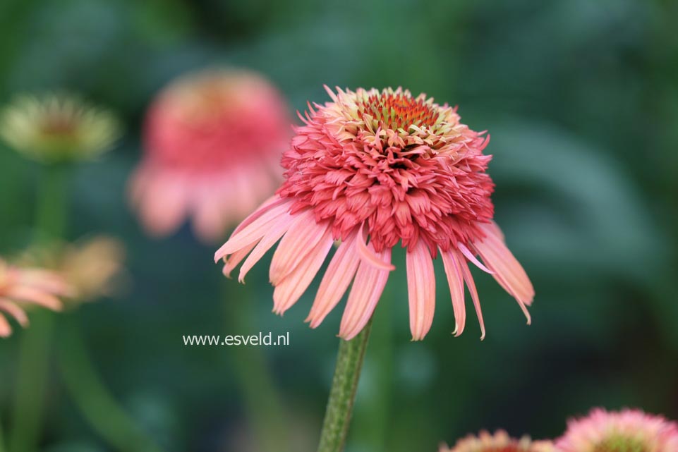 Echinacea purpurea 'Hot Summer'