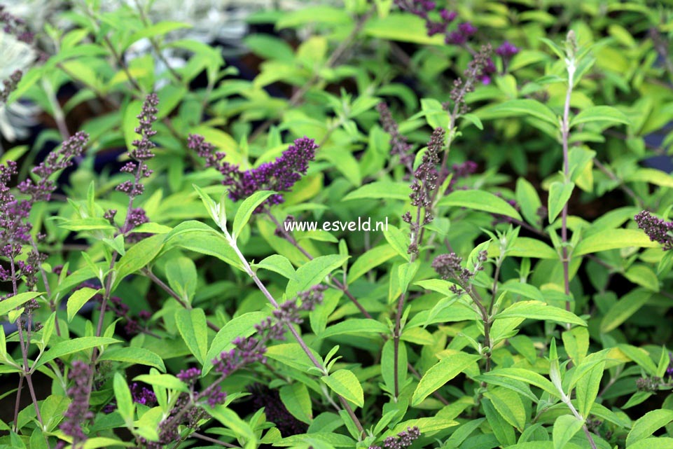 Buddleja davidii 'Moonshine'