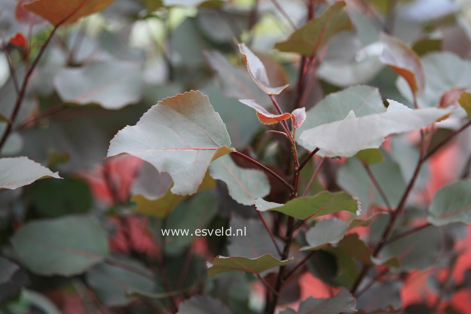 Populus deltoides 'Purple Tower'