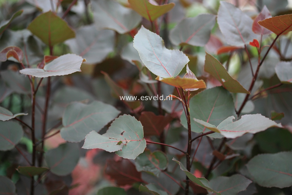 Populus deltoides 'Purple Tower'