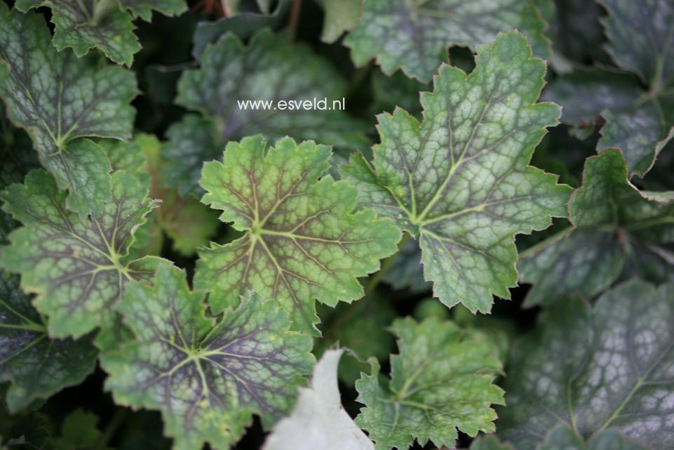 Heuchera americana 'Marvelous Marble'